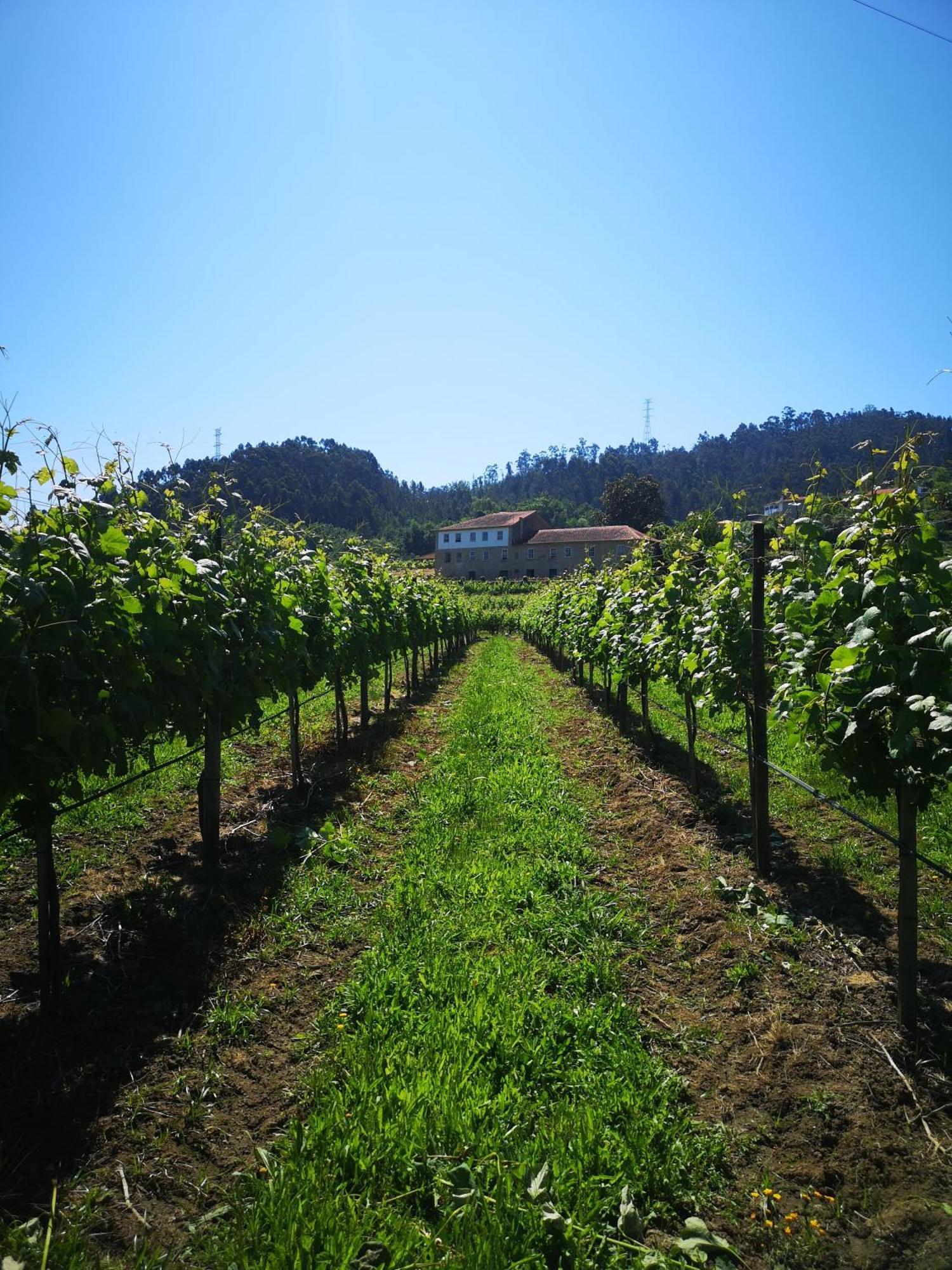 Quinta De Cypriano - Wine & Nature Ponte da Barca Exteriér fotografie